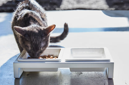 Pet Food Bowl